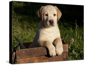 Yellow Labrador Retriever Puppy in Wooden Box-Lynn M^ Stone-Stretched Canvas
