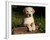 Yellow Labrador Retriever Puppy in Wooden Box-Lynn M^ Stone-Framed Photographic Print