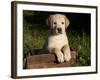 Yellow Labrador Retriever Puppy in Wooden Box-Lynn M^ Stone-Framed Photographic Print