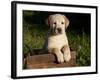 Yellow Labrador Retriever Puppy in Wooden Box-Lynn M^ Stone-Framed Photographic Print