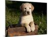 Yellow Labrador Retriever Puppy in Wooden Box-Lynn M^ Stone-Mounted Photographic Print