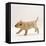 Yellow Labrador Retriever Puppy Running, 5 Weeks Old-Jane Burton-Framed Stretched Canvas