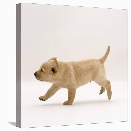 Yellow Labrador Retriever Puppy Running, 5 Weeks Old-Jane Burton-Stretched Canvas