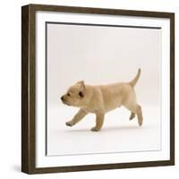 Yellow Labrador Retriever Puppy Running, 5 Weeks Old-Jane Burton-Framed Photographic Print