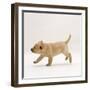 Yellow Labrador Retriever Puppy Running, 5 Weeks Old-Jane Burton-Framed Photographic Print