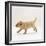 Yellow Labrador Retriever Puppy Running, 5 Weeks Old-Jane Burton-Framed Photographic Print