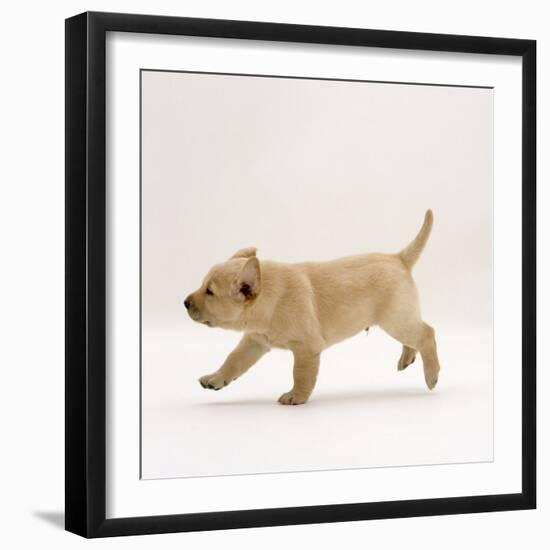 Yellow Labrador Retriever Puppy Running, 5 Weeks Old-Jane Burton-Framed Photographic Print