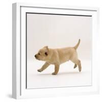 Yellow Labrador Retriever Puppy Running, 5 Weeks Old-Jane Burton-Framed Photographic Print