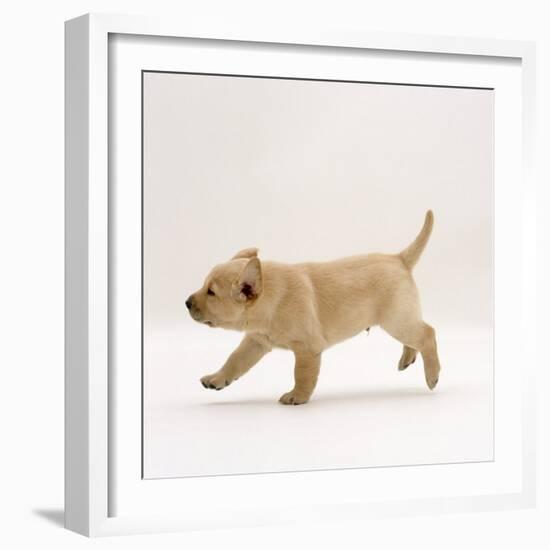 Yellow Labrador Retriever Puppy Running, 5 Weeks Old-Jane Burton-Framed Photographic Print