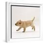 Yellow Labrador Retriever Puppy Running, 5 Weeks Old-Jane Burton-Framed Photographic Print