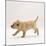 Yellow Labrador Retriever Puppy Running, 5 Weeks Old-Jane Burton-Mounted Photographic Print