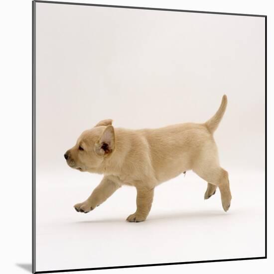 Yellow Labrador Retriever Puppy Running, 5 Weeks Old-Jane Burton-Mounted Photographic Print