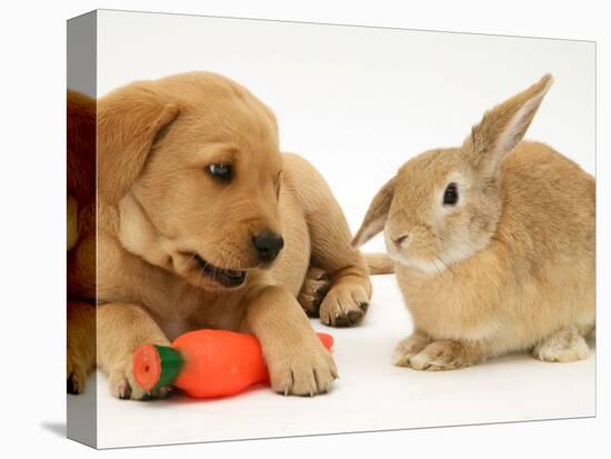 Yellow Labrador Retriever Puppy with Squeaky Toy-Carrot and Young Sandy Lop Rabbit-Jane Burton-Stretched Canvas