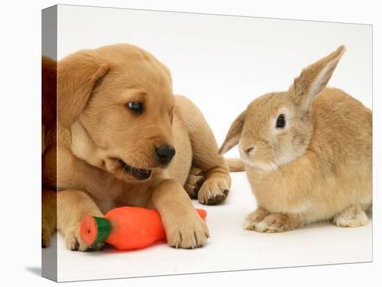 Yellow Labrador Retriever Puppy with Squeaky Toy-Carrot and Young Sandy Lop Rabbit-Jane Burton-Stretched Canvas
