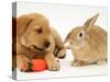 Yellow Labrador Retriever Puppy with Squeaky Toy-Carrot and Young Sandy Lop Rabbit-Jane Burton-Stretched Canvas