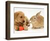 Yellow Labrador Retriever Puppy with Squeaky Toy-Carrot and Young Sandy Lop Rabbit-Jane Burton-Framed Premium Photographic Print