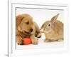 Yellow Labrador Retriever Puppy with Squeaky Toy-Carrot and Young Sandy Lop Rabbit-Jane Burton-Framed Photographic Print