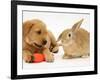 Yellow Labrador Retriever Puppy with Squeaky Toy-Carrot and Young Sandy Lop Rabbit-Jane Burton-Framed Photographic Print