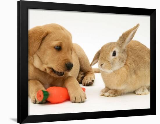 Yellow Labrador Retriever Puppy with Squeaky Toy-Carrot and Young Sandy Lop Rabbit-Jane Burton-Framed Photographic Print