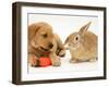 Yellow Labrador Retriever Puppy with Squeaky Toy-Carrot and Young Sandy Lop Rabbit-Jane Burton-Framed Photographic Print