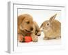 Yellow Labrador Retriever Puppy with Squeaky Toy-Carrot and Young Sandy Lop Rabbit-Jane Burton-Framed Photographic Print