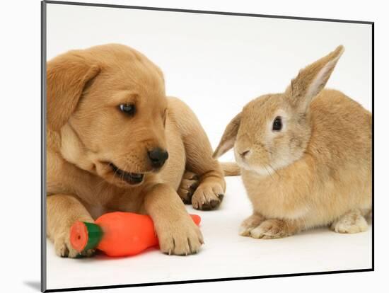 Yellow Labrador Retriever Puppy with Squeaky Toy-Carrot and Young Sandy Lop Rabbit-Jane Burton-Mounted Photographic Print