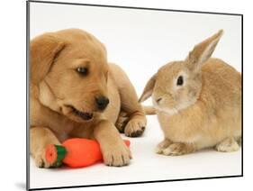 Yellow Labrador Retriever Puppy with Squeaky Toy-Carrot and Young Sandy Lop Rabbit-Jane Burton-Mounted Photographic Print