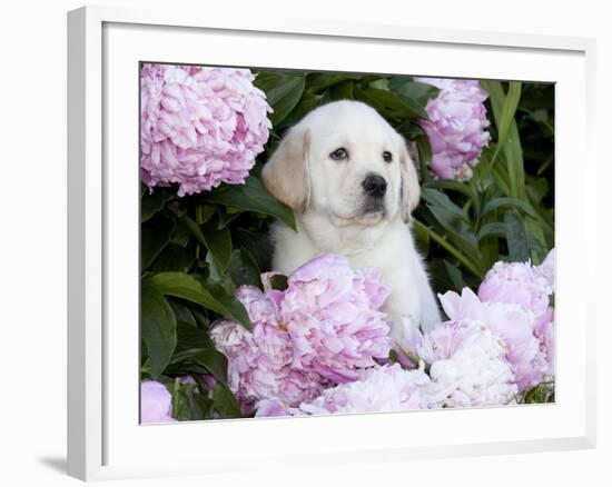 Yellow Labrador Retriever Puppy-Lynn M^ Stone-Framed Photographic Print