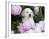 Yellow Labrador Retriever Puppy-Lynn M^ Stone-Framed Photographic Print