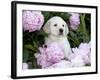 Yellow Labrador Retriever Puppy-Lynn M^ Stone-Framed Photographic Print