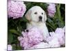 Yellow Labrador Retriever Puppy-Lynn M^ Stone-Mounted Photographic Print