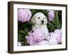 Yellow Labrador Retriever Puppy-Lynn M^ Stone-Framed Photographic Print