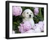 Yellow Labrador Retriever Puppy-Lynn M^ Stone-Framed Photographic Print