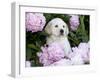 Yellow Labrador Retriever Puppy-Lynn M^ Stone-Framed Photographic Print