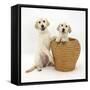 Yellow Labrador Retriever Pups, 4 Months Old, in Straw Laundry Basket-Mark Taylor-Framed Stretched Canvas