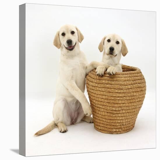 Yellow Labrador Retriever Pups, 4 Months Old, in Straw Laundry Basket-Mark Taylor-Stretched Canvas