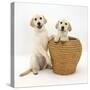 Yellow Labrador Retriever Pups, 4 Months Old, in Straw Laundry Basket-Mark Taylor-Stretched Canvas