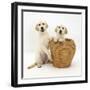 Yellow Labrador Retriever Pups, 4 Months Old, in Straw Laundry Basket-Mark Taylor-Framed Photographic Print