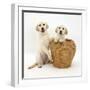 Yellow Labrador Retriever Pups, 4 Months Old, in Straw Laundry Basket-Mark Taylor-Framed Photographic Print