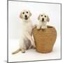 Yellow Labrador Retriever Pups, 4 Months Old, in Straw Laundry Basket-Mark Taylor-Mounted Photographic Print