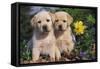 Yellow Labrador Retriever Pups Sitting in Oak Leaves and Spring Flowers, Hebron, Illinois-Lynn M^ Stone-Framed Stretched Canvas