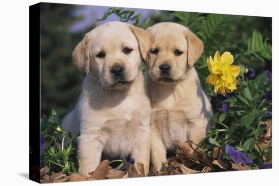 Yellow Labrador Retriever Pups Sitting in Oak Leaves and Spring Flowers, Hebron, Illinois-Lynn M^ Stone-Stretched Canvas