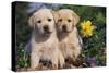 Yellow Labrador Retriever Pups Sitting in Oak Leaves and Spring Flowers, Hebron, Illinois-Lynn M^ Stone-Stretched Canvas