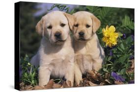 Yellow Labrador Retriever Pups Sitting in Oak Leaves and Spring Flowers, Hebron, Illinois-Lynn M^ Stone-Stretched Canvas