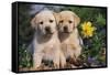 Yellow Labrador Retriever Pups Sitting in Oak Leaves and Spring Flowers, Hebron, Illinois-Lynn M^ Stone-Framed Stretched Canvas