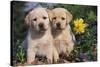 Yellow Labrador Retriever Pups Sitting in Oak Leaves and Spring Flowers, Hebron, Illinois-Lynn M^ Stone-Stretched Canvas