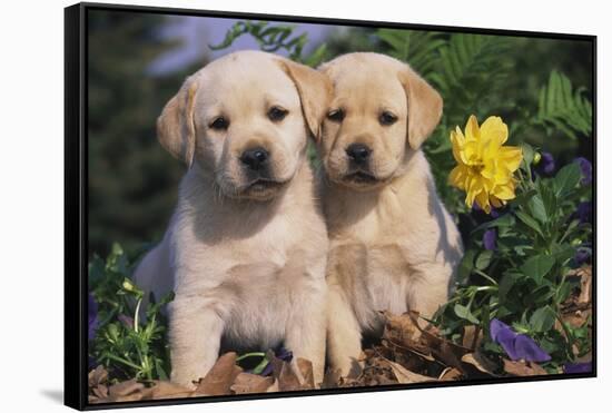 Yellow Labrador Retriever Pups Sitting in Oak Leaves and Spring Flowers, Hebron, Illinois-Lynn M^ Stone-Framed Stretched Canvas
