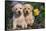 Yellow Labrador Retriever Pups Sitting in Oak Leaves and Spring Flowers, Hebron, Illinois-Lynn M^ Stone-Framed Stretched Canvas