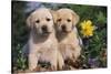Yellow Labrador Retriever Pups Sitting in Oak Leaves and Spring Flowers, Hebron, Illinois-Lynn M^ Stone-Stretched Canvas