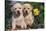 Yellow Labrador Retriever Pups Sitting in Oak Leaves and Spring Flowers, Hebron, Illinois-Lynn M^ Stone-Stretched Canvas